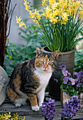 Narcissus 'Hawera' with cat