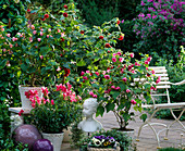 Abutilon-Hybr. (Schönmalven), Antirrhinum (Löwenmäulchen)