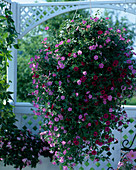 Petunia 'Easy Wave Pink'