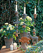 Potted candlesticks with Rosa chinensis (pot roses)