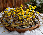 Clay bowl with Eranthis hyemalis, weeping willow wreath