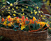 Korb mit Tulipa (Tulpen), Viola (Stiefmütterchen), Oxalis (Klee)