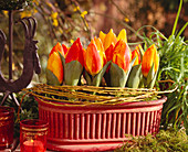 Tulipa hybr. (tulips) in jardiniere