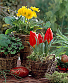 Körbe mit Tulpen, Primula elatior, Oxalis (Klee)