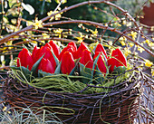 Weidenkorb mit Minitulpen (Tulipa)