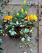 Iron bowl as wall container lined with coconut mat