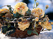 Basket with silk roses and Hedera (ivy branches in hoarfrost)