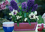 Spacer box with Hyacinthus orientalis (Hyacinths)