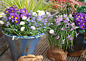 Myosotis sylvatica (Forget-me-not), Primula (Cushion primrose)