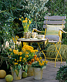 Pot arrangement on terrace, Narcissus, Tiarella (foam flower)
