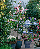 Camellia japonica 'Nuccio's Pearl', Helleborus orientalis,
