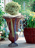 Willow basket vase with Buxus hybr. 'Variegata' variegated