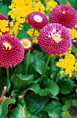 Bellis perennis 'Tasso Rosa'