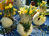 Crocus 'Saturnus'