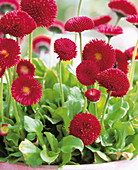 Bellis perennis 'Tasso Red'