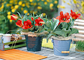 Tulipa 'Red Emperor'