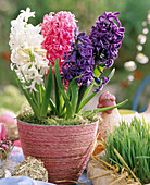 Hyacinthus orientalis