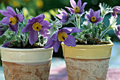 Pulsatilla vulgaris