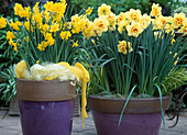 Narcissus 'Quail', Narcissus 'Apotheose' in violetten Töpfen