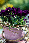 Viola cornuta 'Patiola Pure Violet'