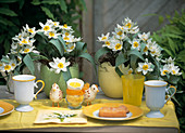Tulipa biflora syn. Tulipa polychroma in egg containers