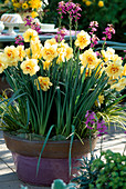 Narcissus hybrids 'Apotheosis', Erysimum cheiri (Gold lacquer)