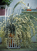 Cytisus × kewensis (broom)