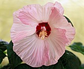 Hibiscus moscheutus 'Luna Blush' (Hibiscus flower)