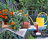 Planting a balcony box with summer flowers