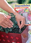 Continuous fertilisation with sticks inserted into the balcony flower soil.