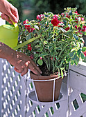 Finger water balcony flower soil before watering
