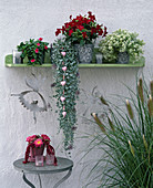 Wall shelf with Catharanthus vinca Cooler Series 'Rose', Dichondra