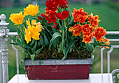 Tulipa-Hybr. 'Monte Carlo' (gelb), 'Willem van Oranje' (rot)