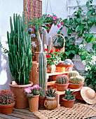 Cacti and succulents, from left-Ferocactus gracilis, Euphorbia