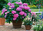 Hydrangea macrophylla / Hortensie, Astilbe, Hosta / Funkie