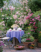 Terrasse mit Syringa, Clematis-Hybr. 'Pink Champagne',