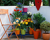Etagere auf Balkon: Tulipa 'Monsella' (gelb, rot), 'Monte Carlo'