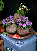 Clay ball planted with Viola cornuta (horned violet), Saxifraga (saxifrage)
