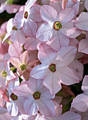 Nicotiana 'Appleblossom'