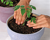 Sowing tomatoes