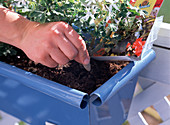 Permanent fertiliser for balcony flowers