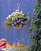 hanging basket with Petunia grandiflora 'Prism Sunshine'.