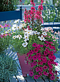 Cosmos 'sonata' (daisies), Lobelia fulgens