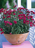 Dianthus corona 'Ideal Series' Purple