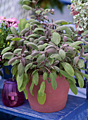 Salvia officinalis 'Purpurascens', sage