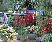 Terrace with annual, Petunia grandiflora 'Prism Sunshine'