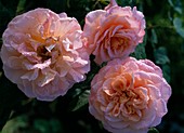 Rosa 'Augusta Louise' (noble rose)