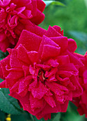 Rosa 'L.D. Braithwaite' (English rose), shrub