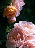 Rosa 'Bordure Nacrée' - bedding rose