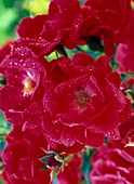 Rosa 'Red Medley' - Niedrige Beetrose